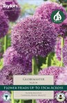 Allium Globemaster 1 Bulb