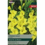 Gladioli Strong Gold