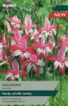 Gladiolus Galaxian 10Pk