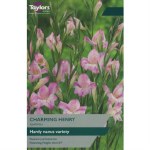 Gladiolus Charming Henry  8Pk