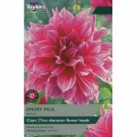 Dahlia Emory Paul
