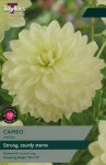 Dahlia Cameo 1 Bulb