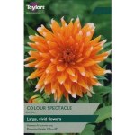 Dahlia Colour Spectable