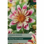 Dahlia Fashion  Monger