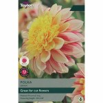 Dahlia Polka