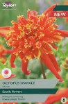 Dahlia Octopus Sparkle