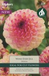 Dahlia Wine Eyed Jill