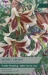 Lily Beverly Dreams