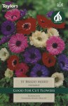 Anemone St Bridget Mixed