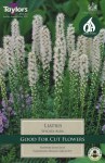 Liatris Spicata Alba