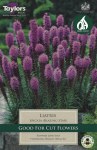 Liatris Spicata