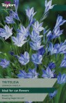 Triteleia Kon Fabiola
