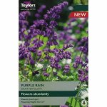 Salvia Verticillata Purple Rain