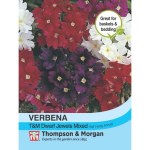 Verbena x hybrida 'T&M Dwarf Jewels'