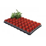 Potting on Trays 6cm