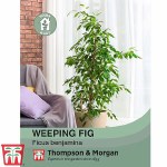 Weeping Fig (House Plant Seeds)