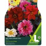 Dahlia Red Skin
