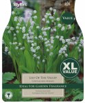 Lily of the Valley