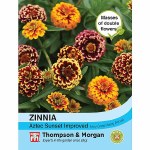 Zinnia haageana 'Aztec Sunset Improved'