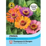 Zinnia 'Forecast'