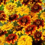 Zinnia Old Mexico