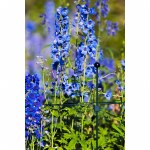 Additional picture of Support Ring Around 10cm