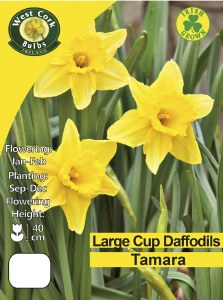 Daffodil Tamara 25Kg