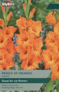 Gladioli Prince of Orange