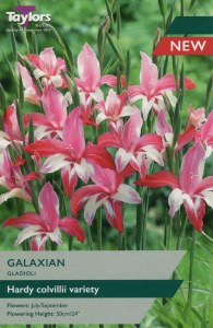 Gladiolus Galaxian
