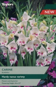 Gladiolus Carine