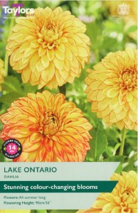 Dahlia Lake Ontario