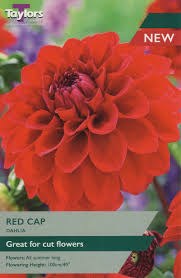 Dahlia Red Cap