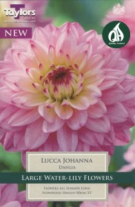 Dahlia Lucca Johanna