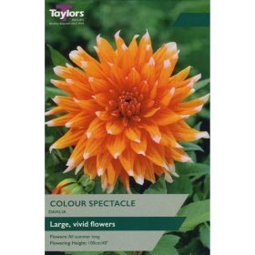 Dahlia Colour Spectable