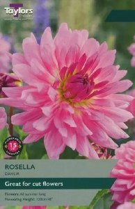 Dahlia Rosella