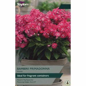 Phlox Bambini Primadonna