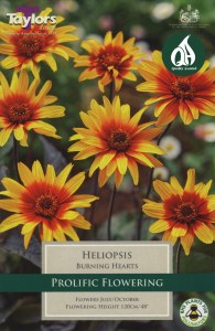 Heliopsis Burning Hearts