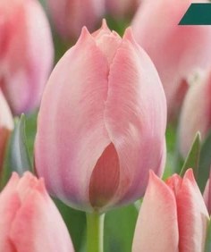 Tulip Van Eijk 25 Bulbs