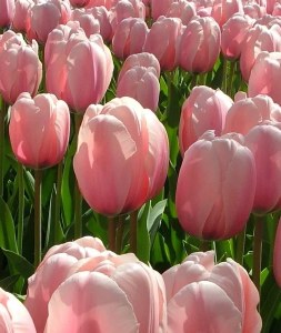 Tulip Salmon Impression 25Bulb