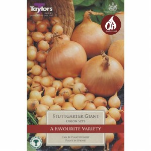 Onion Sets Stuttgarter