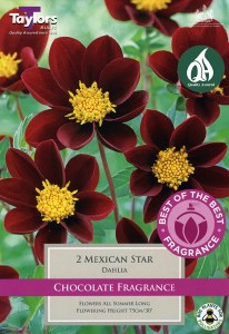 Dahlia Mexican Star