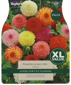 Dahlia Pompom & Ball Mixed