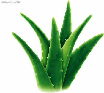 ALOE VERA SOLD BY PIECE
