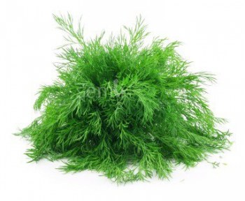 Fresh Dill Leaves (Sold by Bunch)