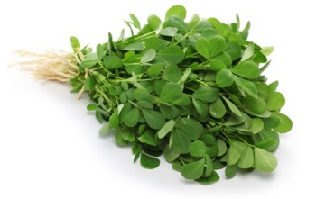Fresh Methi Leaves - Fenugreek Leaves - Sold by Bunch