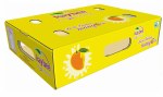 BENGANPALLI MANGO BIG BOX