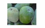 FRESH POOJA PUMPKIN WHOLE (SOLD PER UNIT)