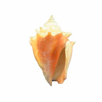 2 - 3" Fighting Conch Shell
