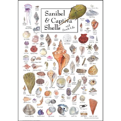 7" x 5" Multicolor Sanibel Shells and Sea Life Greeting Card