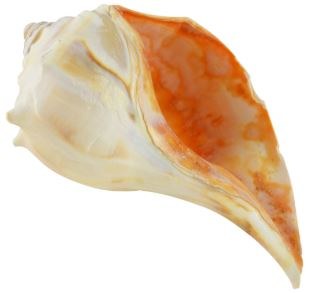 6"-7" Atlantic Whelk